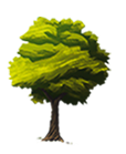 tree nicolatis